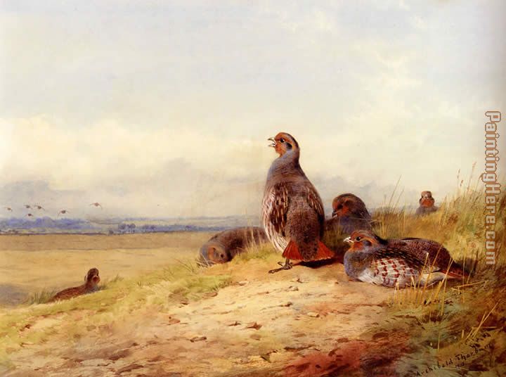 Red Partridges painting - Archibald Thorburn Red Partridges art painting